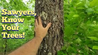Basic tree identification in Tennessee, every sawyer should be able to identify Episode #1