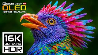 Impossible Nature Animals | OLED HDR TEST | Dolby Vision 120fps (8K/4K Ultra HD)