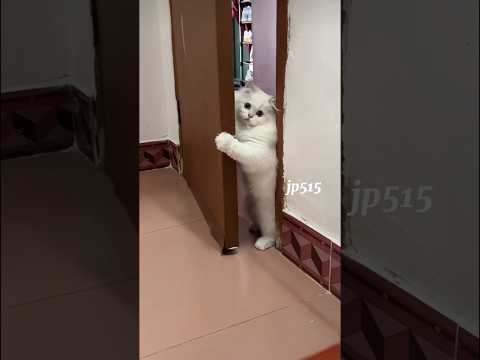 Kucing ini mengendap endap masuk lucu sekali #cat #catlover #cute #pets