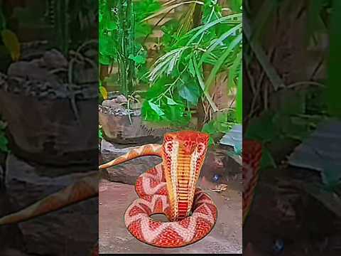 ichadhari nag transformation video #naagin7 #vfx #snake @handbasket-tv
