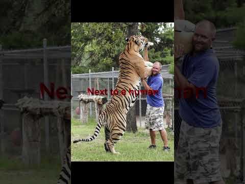 Amazing Animals that are much bigger than you think🐯 #animals #tiger #massive #megalophobia #shorts