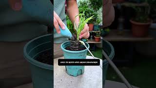 🌿 Turn Cheap Hanging Baskets Into Rare Exposed-Root Masterpieces!