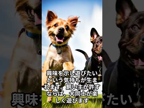 犬が、飼い主との散歩中に他の犬と仲良く遊ぶ姿を見て、犬の社交性に感心する話 #shorts