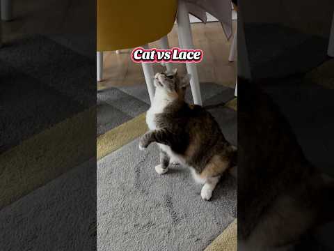 Cat vs Lace #cat #catshorts #catvideos #catlovers #funnycats #funnyvideo #funnyshorts