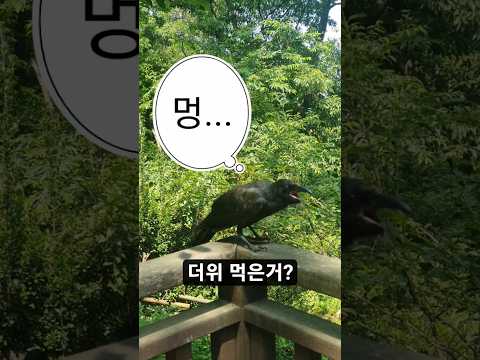더위 먹은 까마귀... 강아지 닮은 것 같기도? #브이로그 #까마귀 #더위