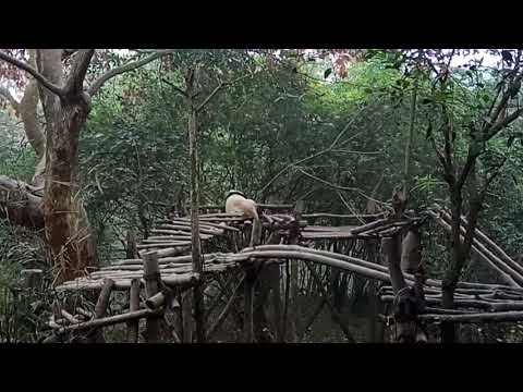 Lovely animal-Pandas-3