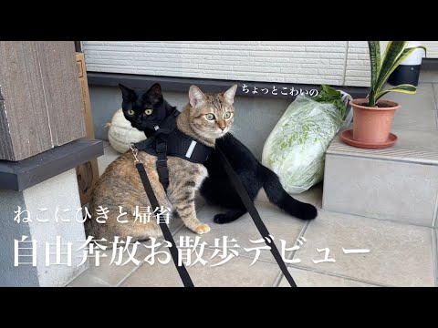 祝・お散歩デビュー！理想にはほど遠いよの巻