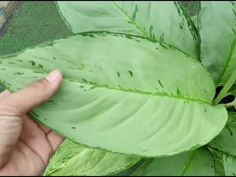 Aglaonema  Golden Porcelain (อโกนีมา โกลเด้น โพซิเลน) ต้นมุกเลี่ยมทอง
