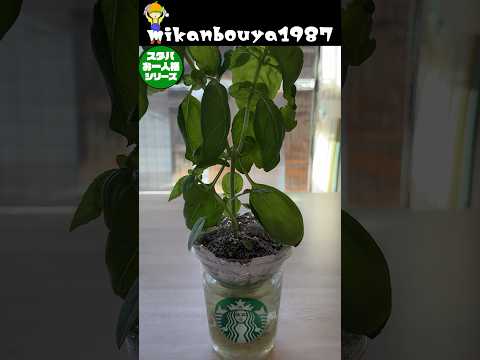 スタバカップでバジルを水耕栽培しました！何度も収穫出来て最高！#家庭菜園 #水耕栽培 #スタバ