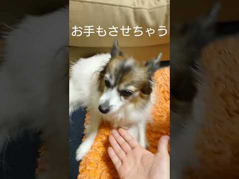 ワンコと暇つぶししてみたら #癒し #パピヨン犬 #犬のいる生活