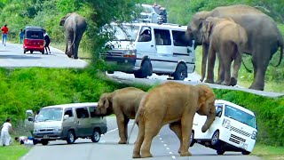 World Top 05 Shocking Elephant Attack Sri Lanka.