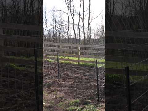 how to make an EASY arched garden trellis with cattle panels & t posts #gardendiy