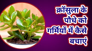 क्रॉसुला के पौधे को गर्मियों में सुखने से कैसे बचाएं crassula plant care tips
