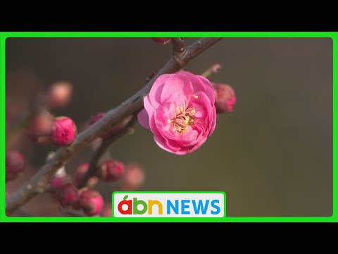 春の訪れ　上田城跡公園の紅梅が色鮮やかに開花　例年より1か月遅く（abnニュース　2025.03.12）