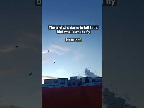 The bird ❤️#trendingshorts #shortsvideo #trending #viral #shorts