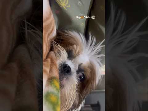 പപ്പി കുട്ടി ✨🥰 #shortvideo #youtubeshorts #minnalwala#tovinothomas #minnalvala #puppies #doglove
