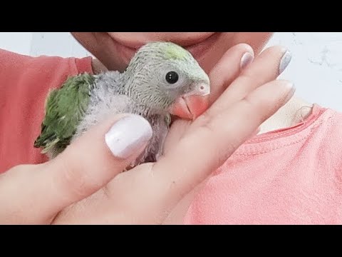 🦜 #parrot #myfirstvlog #youtubeshorts #youtube #india #viralvideo #birdslover #support #me ☺️🐥