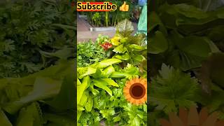 Wow What A Natural Vegetables ,  #ytshorts #subscribe #viralvlog #Natural #shilpavlogs #vegetables