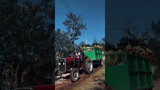 ජය ගමු ශ්‍රී ලංකා || Jaya gamu Sri Lanka ||