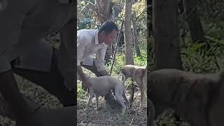 How to breed multiple dogs