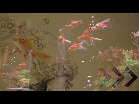 金魚ミュージアム ROOM1