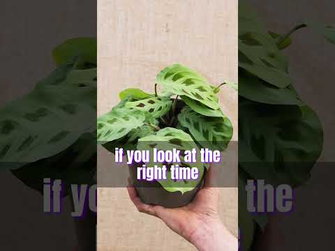 Life of a Maranta Plant #houseplants #shortvideo #plants