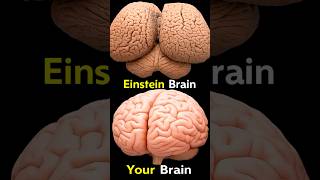 Secrets of Einstein's Brain 🧠