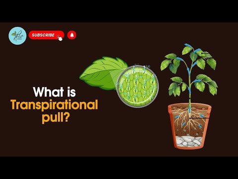 Transpiration pull | What is transpirational pull | Transpiration pull in plants | Biology