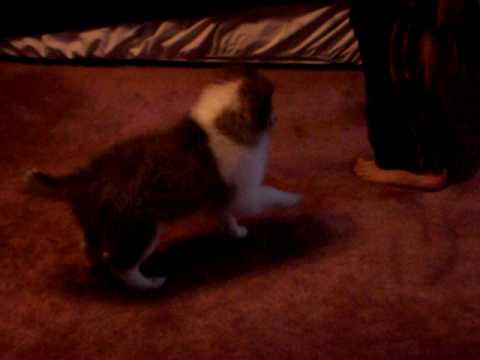 Sable male Sheltie pup....