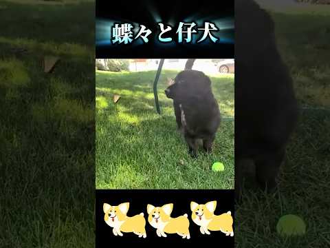 【めちゃくちゃ可愛いからポスト】#犬 #子犬 #shorts #dog #butterfly