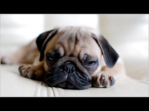 Paw-some Moments! | Dogs & Puppies That Will Make You Smile! 🐶 🐾