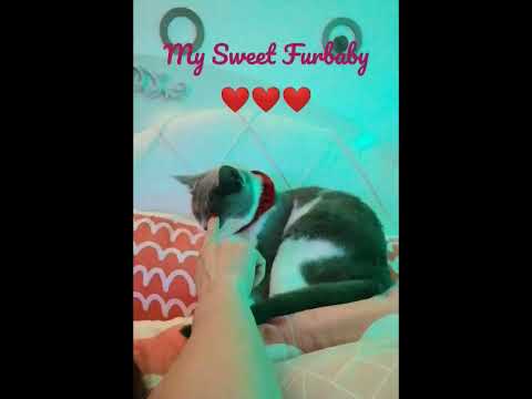 Sweet Baby Furbaby ,