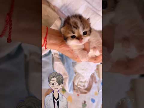 Which cat are you choose? 😘 #cute #kitten #cat #pets #catlover
