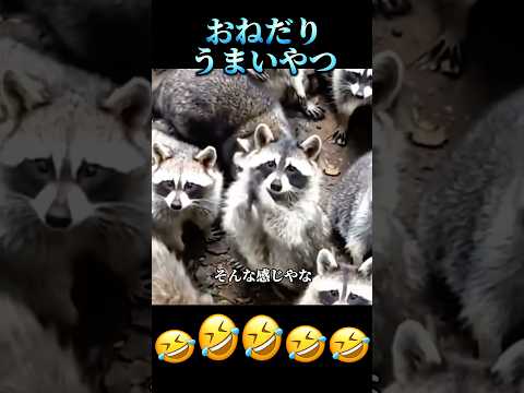 【役者やなぁ】#おねだり #可愛い #shorts #comedy #animal