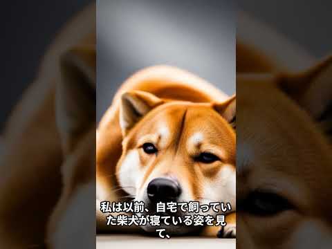 寝相がかわいい犬の話 #shorts