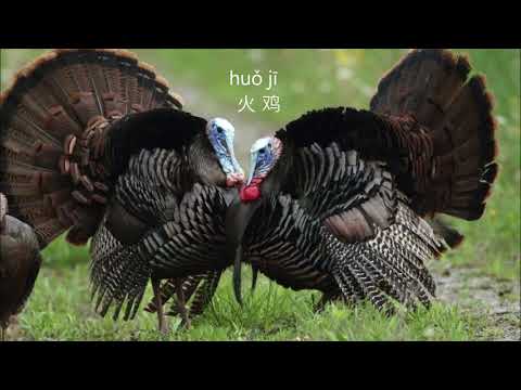Chinese Picture Vocabulary - turkey | 看图学中文 - 火鸡 Pinyin