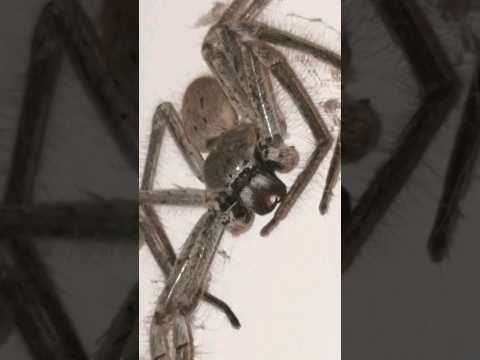 Huntsman Spider Australia pt. 6