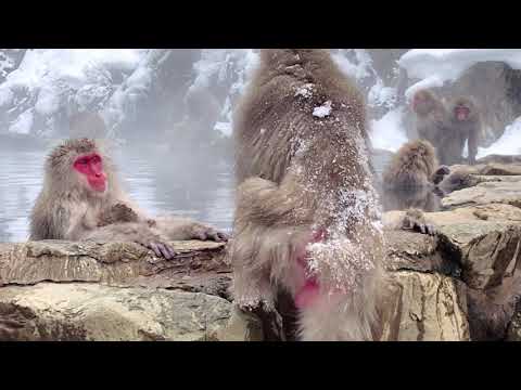 อุทยานลิงหิมะจิโกกุดานิ (Jigokudani Snow Money Park)