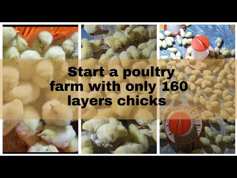 How to start a small poultry farm business | Start a poultry farm business #tipsonrearingpoultry