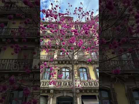 Barcelona|Catalonia #barcelona  #catalonia #barcelonaiconicmoment #barcelona2023 #travel #traveling
