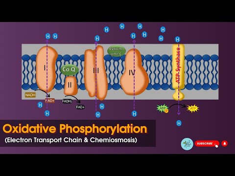 Oxidative phosphorylation || Electron transport chain (ETC) || Chemiosmsis || Biochemistry