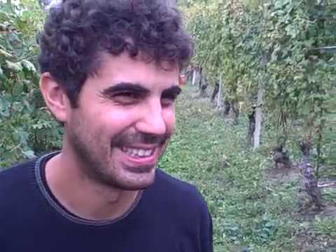 DBGitalia with Francesco Versio in Neive as he harvests his San Cristoforo vyd, Oct'19