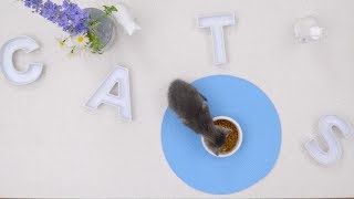 Purina Cat Chow | Chewy