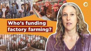 Who is Funding Factory Farming? | World Bank’s Hidden Role in Climate Crisis