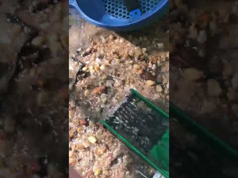 #Short - Dredging Gold Between Creek Riffles using SEAFLOW Pump - Better Suction, Better Gold!