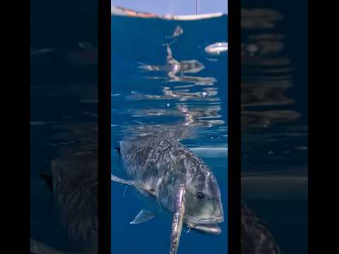 EXPLOSIVE topwater hits from the Great Barrier Reef! 💥 #fishing #gianttrevally
