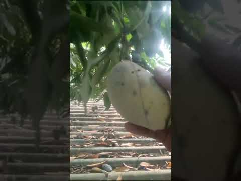 mango tree | special mango tree