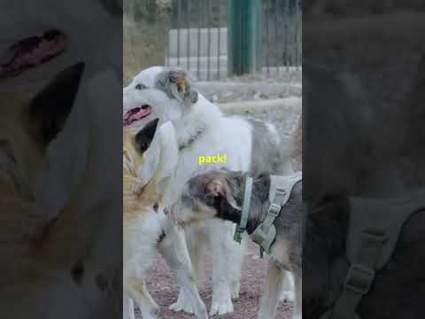 "Dogs vs. Wolves: 5 Unexpected Differences!"