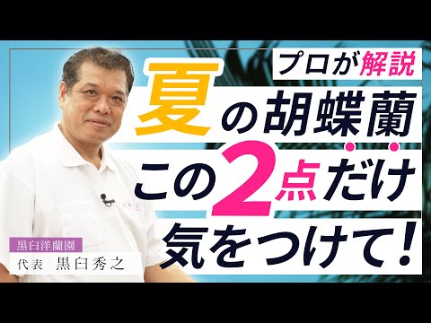 【胡蝶蘭】プロが解説！胡蝶蘭の夏の管理方法！