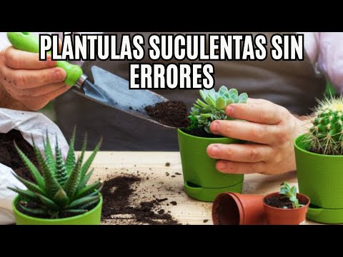 Cómo Hacer Nuevas Plántulas de Suculentas 🌱